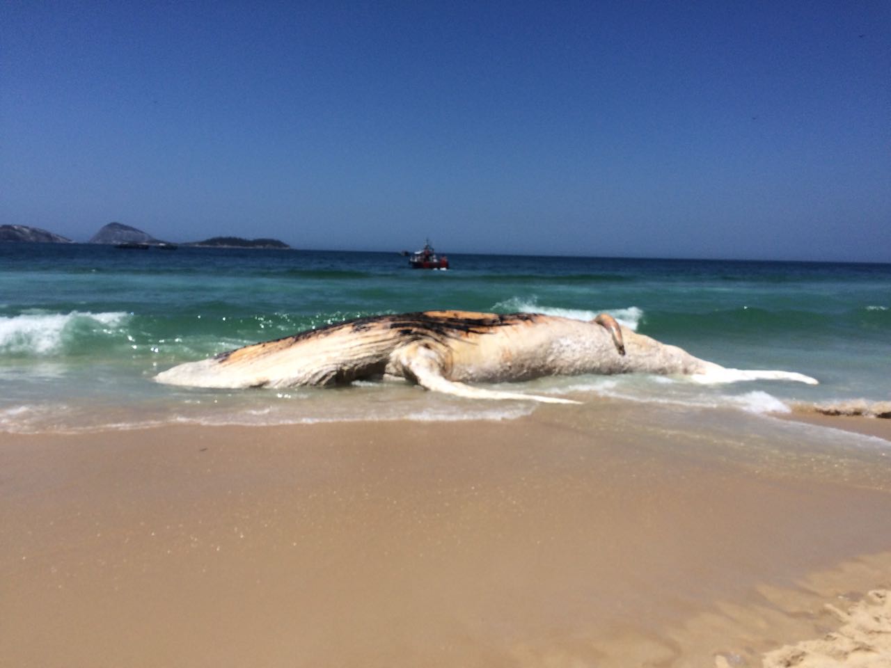 Inea coordena esforços para retirar baleia da Praia de Ipanema que morreu em alto mar. Foto: Reprodução