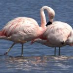 Flamingos. Foto: Eduardo Pimenta