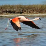 Flamingos. Foto: Eduardo Pimenta