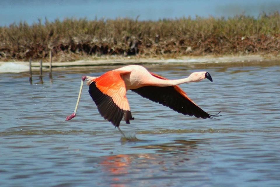 Flamingos-Chilenos passam o verão na região dos Lagos