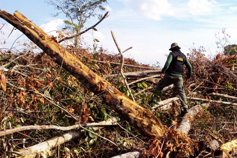 Amazônia tem recorde de desmatamento no mês de abril