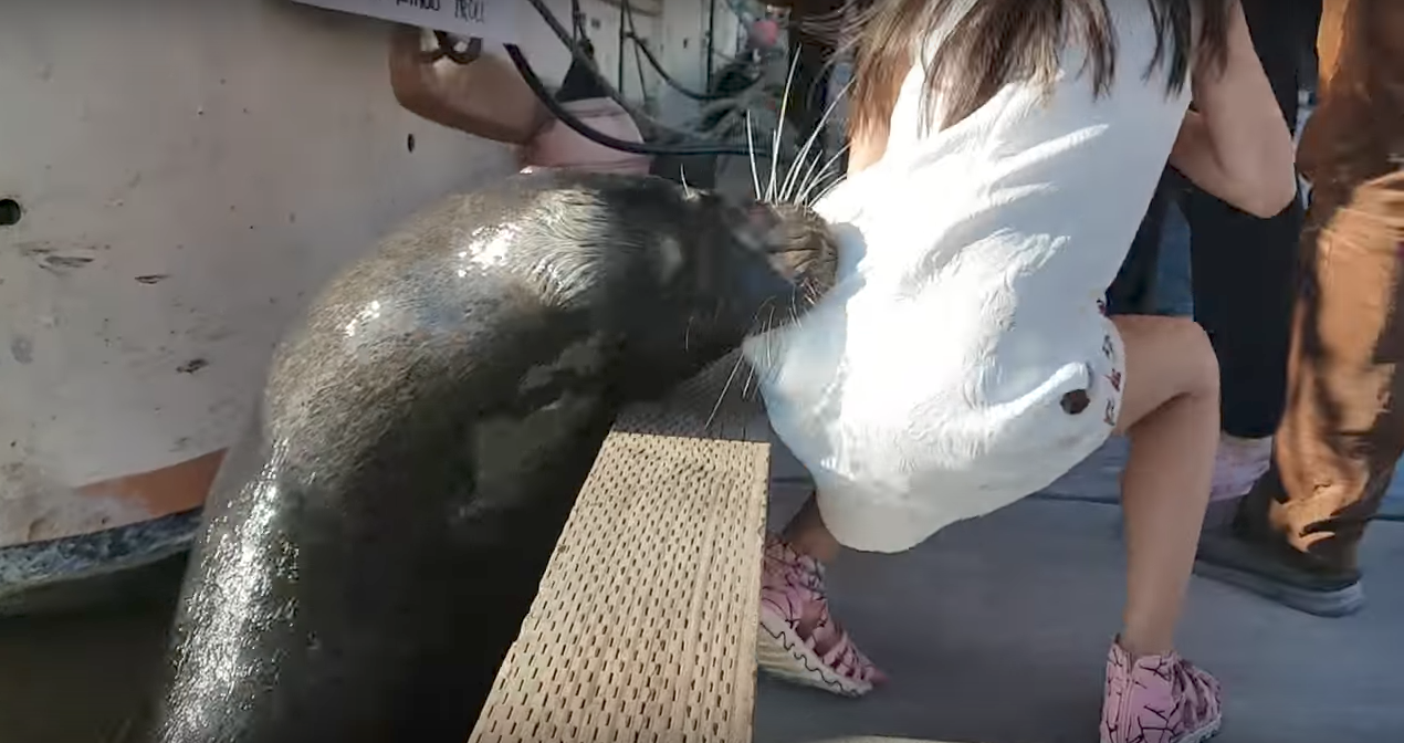 Menina puxada por leão-marinho faz tratamento contra infecção rara