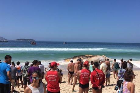 Corpo de baleia encalhada em Ipanema já tem destino definido