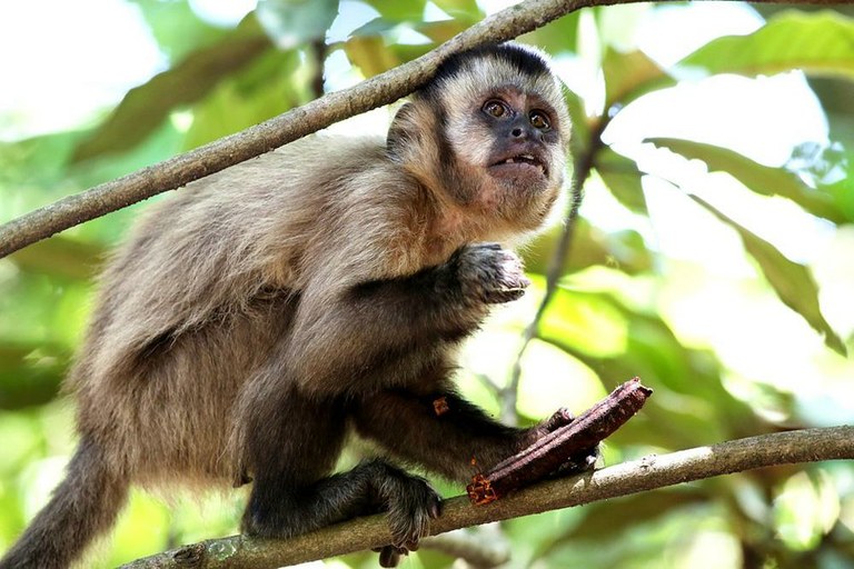 Pesquisadora diz que ataque a macacos pode atrasar detecção da febre amarela