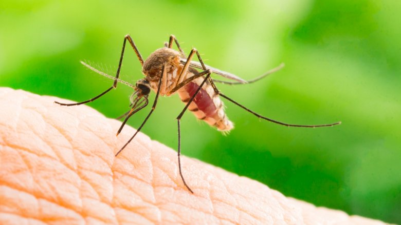 Febre Amarela, Zika Vírus e Botox são temas de congresso em São Paulo