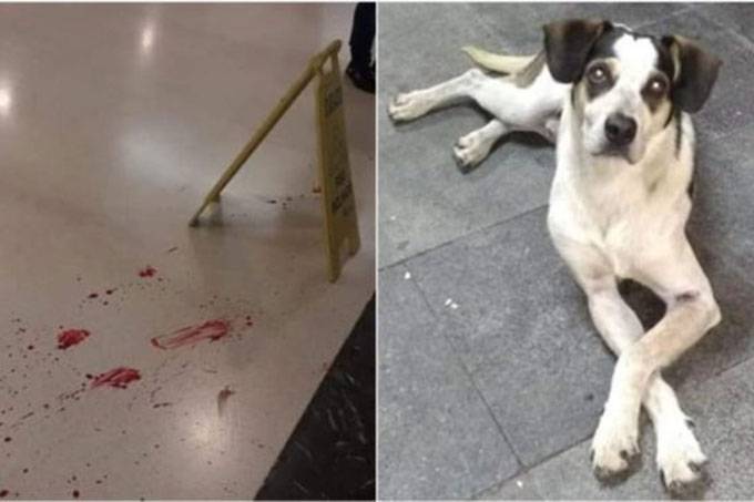 Carrefour muda versão sobre morte de cão espancado no estacionamento de sua loja