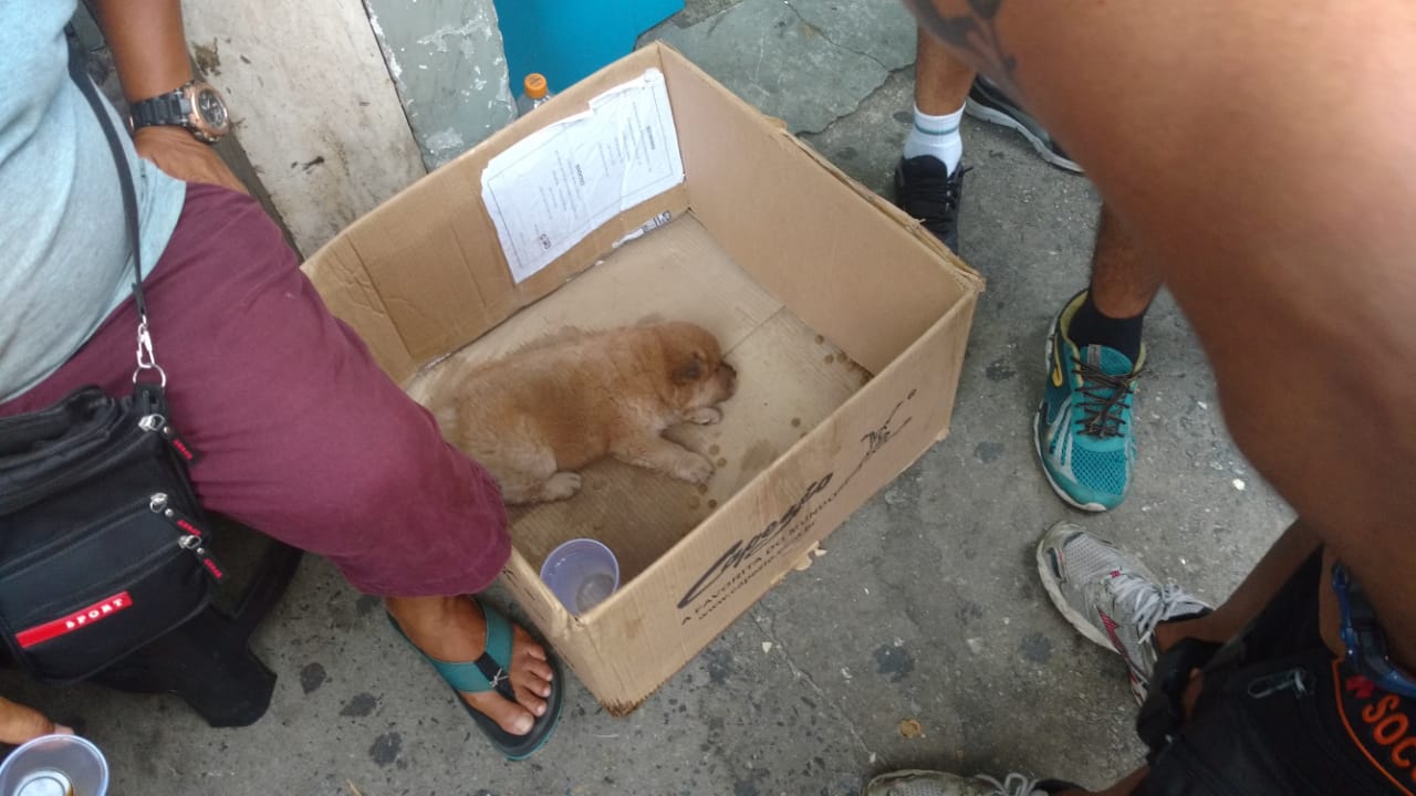 Guardas municipais resgatam filhote de cachorro vítima de maus tratos