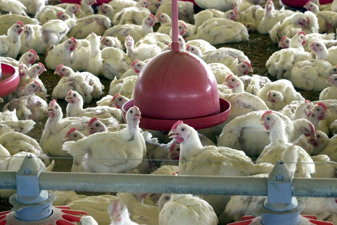 BRF recolhe carne de frango da Perdigão por risco de contaminação por salmonella