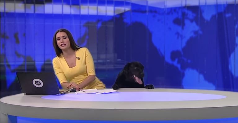 Vídeo: Cão interrompe telejornal ao vivo e invade bancada de âncora