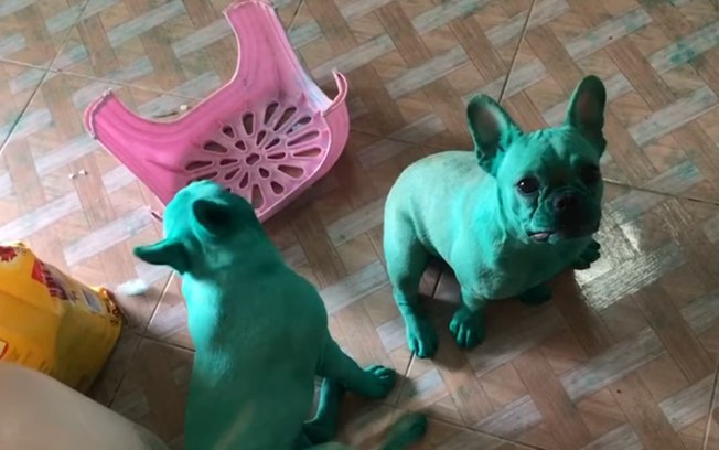 ‘Hulks’: cães se sujam com corante e ficam totalmente verdes