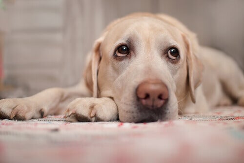 Entenda a importância de detectar e tratar doenças cardíacas nos cães