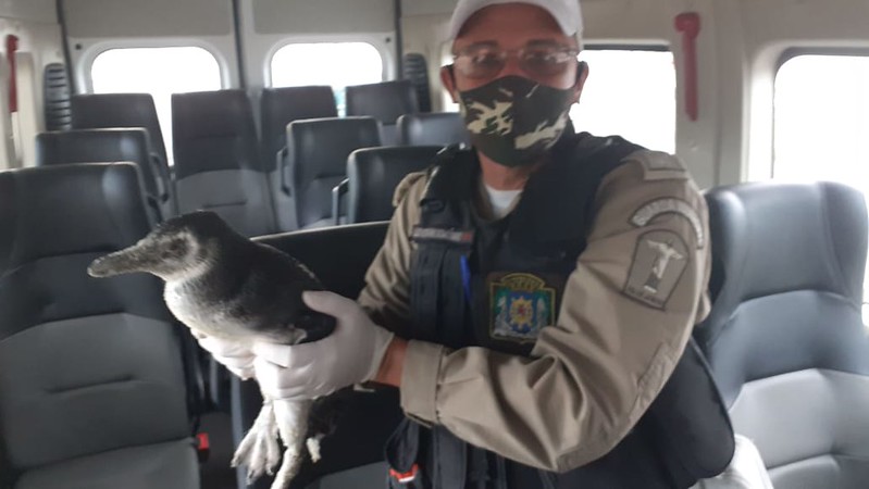 Guardas resgatam pinguim na praia da Reserva, no Recreio dos Bandeirantes