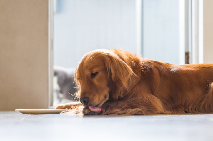 Pets: os riscos da lambedura excessiva nas patas de cães e gatos