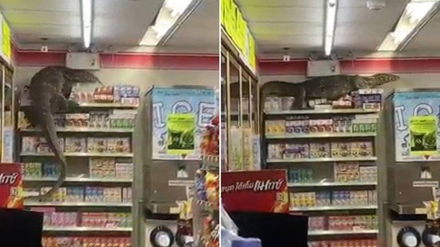 Dragão-de-komodo invade supermercado e escala prateleiras; assista