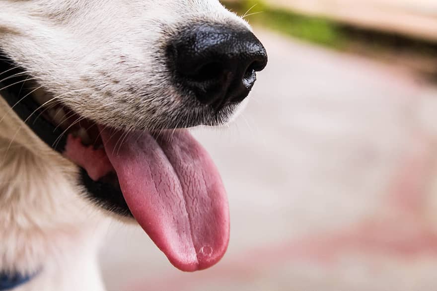 Como cuidar da saúde e higiene bucal do seu pet?