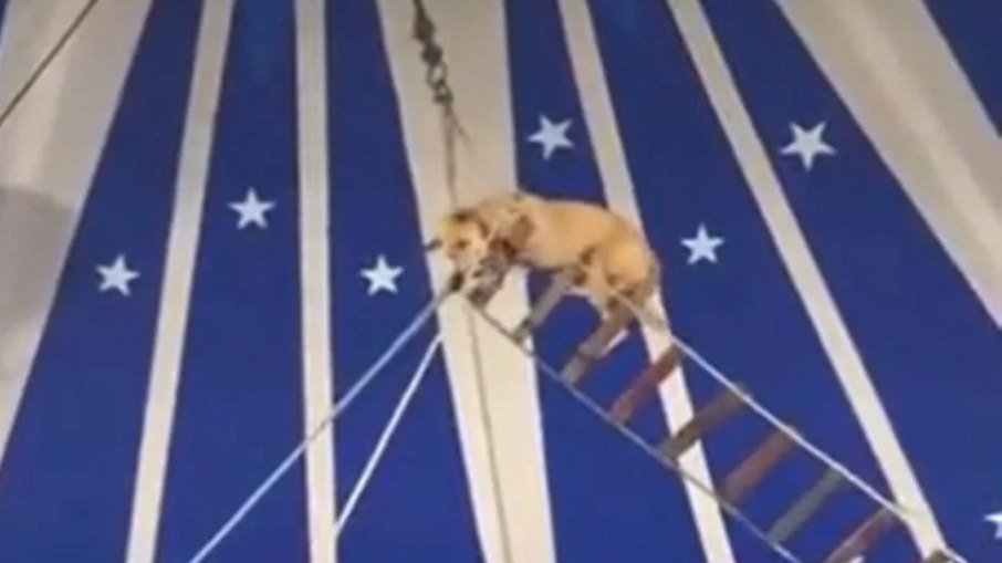 Circo é notificado por apresentar acrobacia com cachorro; assista