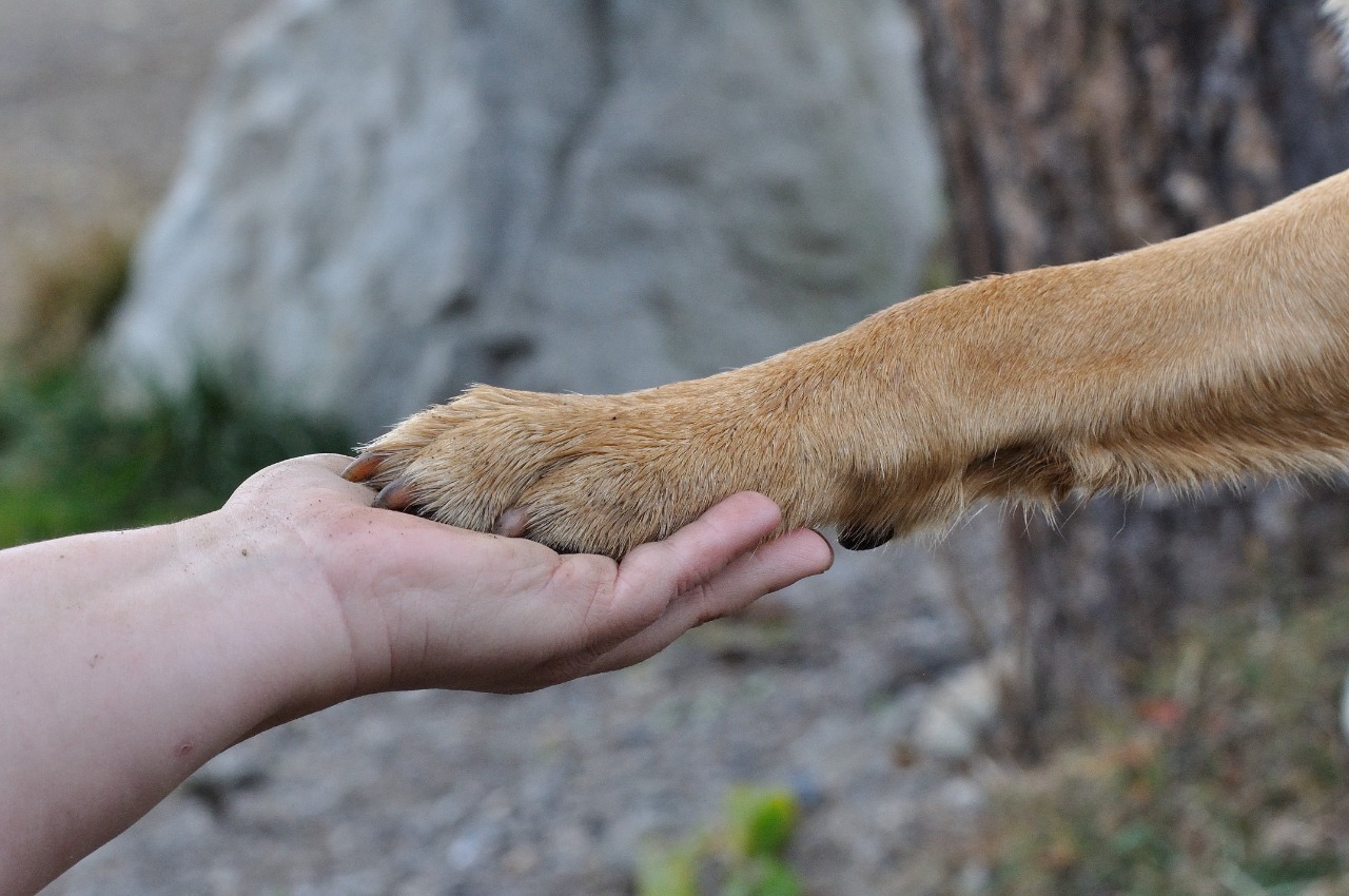 Estudo indica que cães sentem as emoções de seus donos