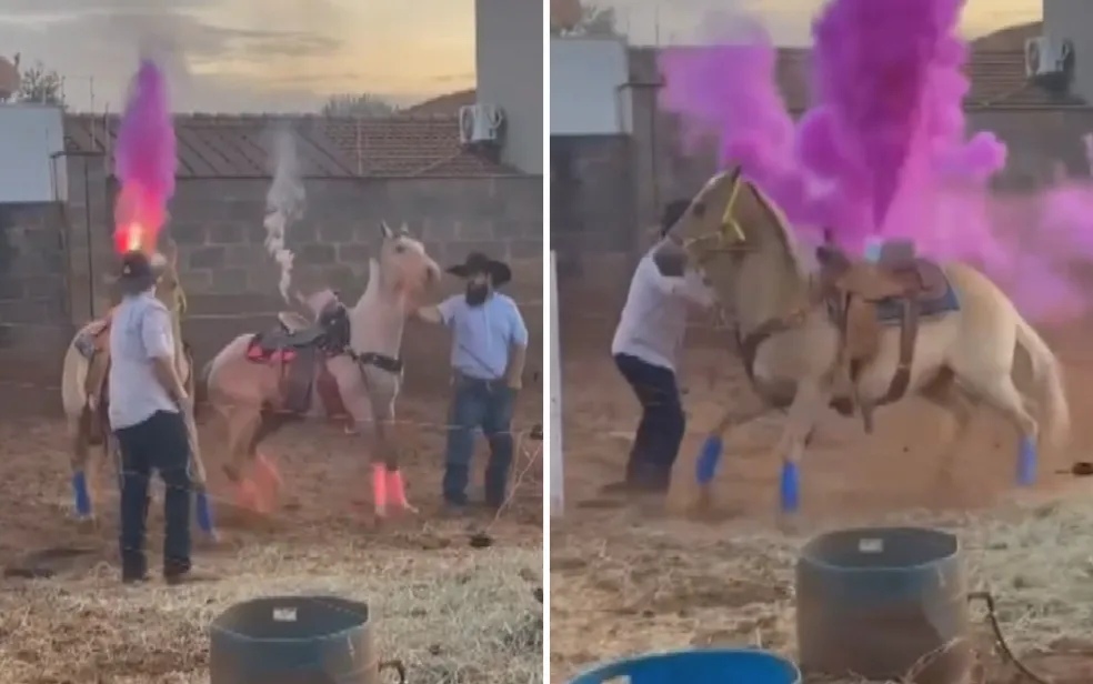 VÍDEO: Chá revelação com cavalos gera revolta nas redes sociais; polícia investiga