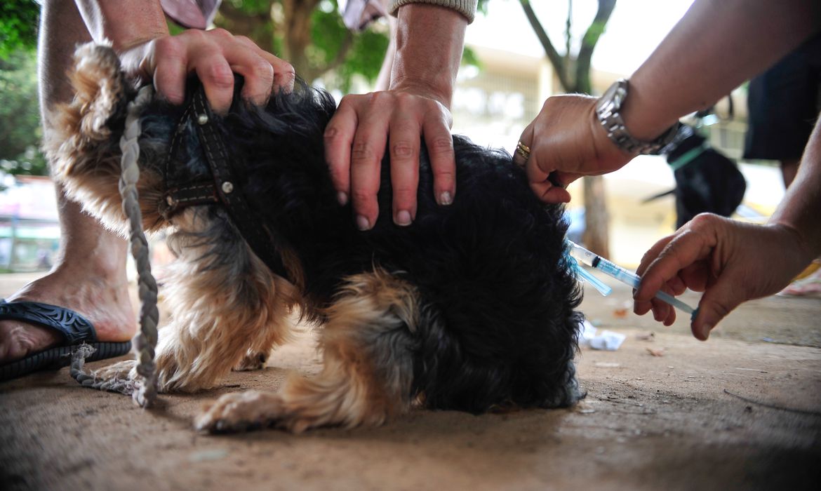 Após 40 anos, cidade de São Paulo registra primeiro caso de raiva canina