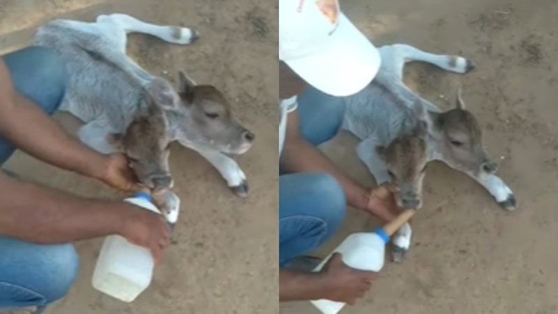 VÍDEO: Bezerra nasce com duas cabeças no interior da Bahia