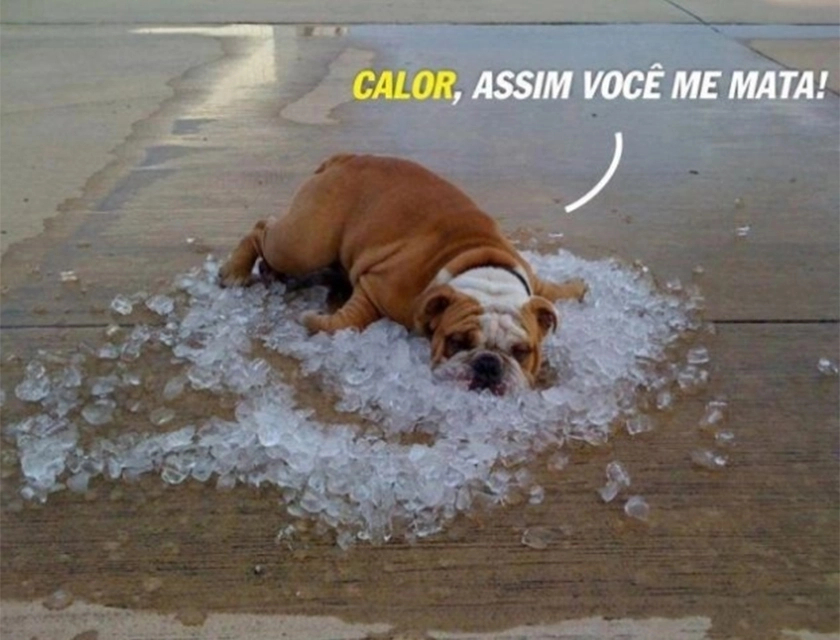 Meme calor. Foto: Reprodução/Redes sociais