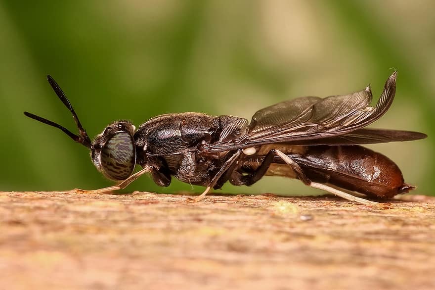 Médicos encontram mosca viva dentro de intestino de paciente durante exame