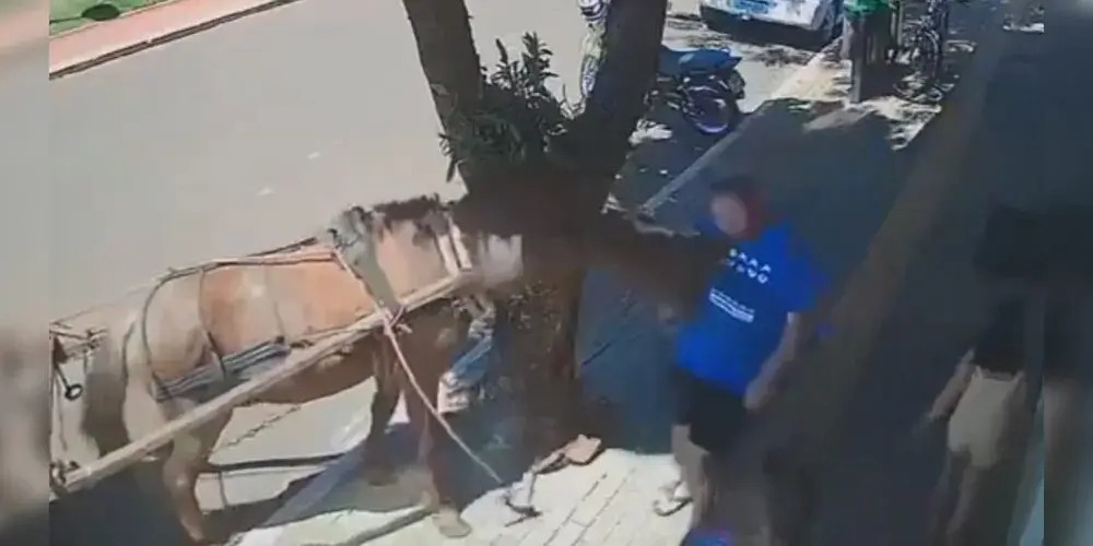 VÍDEO: Vereador é mordido por burro durante caminhada no Paraná