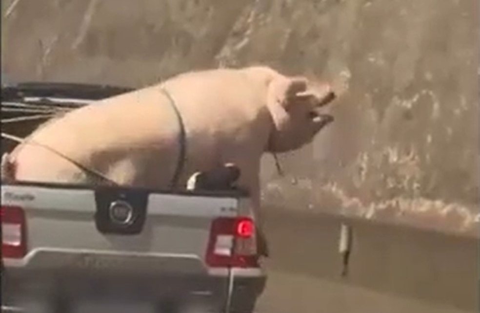 Vídeo de porco gigante transportado de forma irregular em caminhonete viraliza