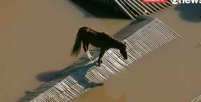 Prefeito de Canoas fala sobre resgate de cavalo ilhado em telhado de casa