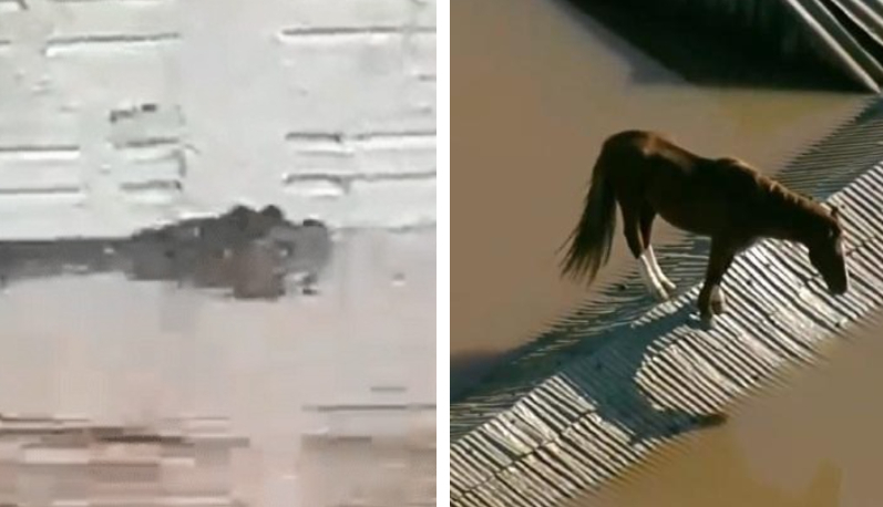 Vídeos mostram jacaré em rua alagada e cavalo ilhado em telhado no Sul