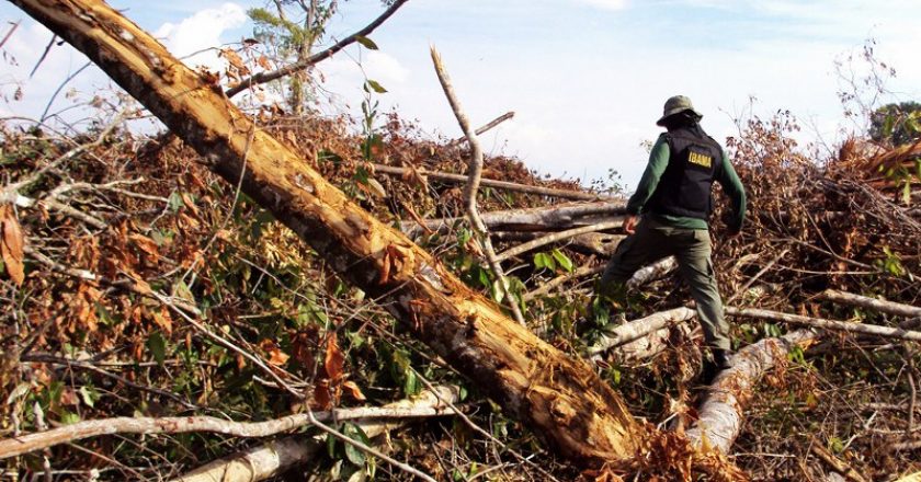 Fácil' e 'legal', desmatamento no Cerrado bate recorde e avança sem  resistência - MST