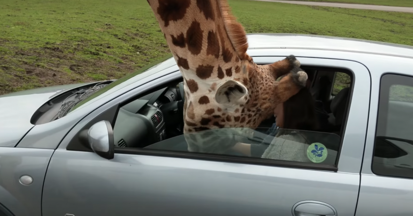 Qual o resultado do cruzamento da girafa com o carro? - Charada e