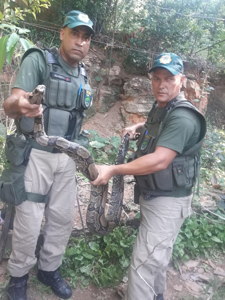 Patrulha Ambiental resgata jiboia de dois metros em residência na Zona Oeste do Rio