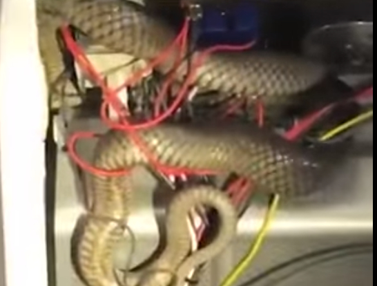 Vídeo: cobra sai de dentro de outra serpente durante resgate